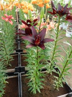 [4008 Landini No201.JPG]